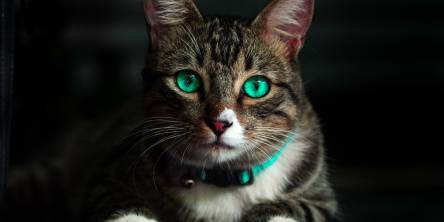 It's Fun to Hike With Your Cat: How to Get Ready for the Adventure