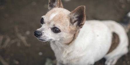 Health of Your Chihuahua Puppy