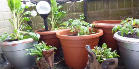 Decorate Your Home with Plants to Improve Your Health