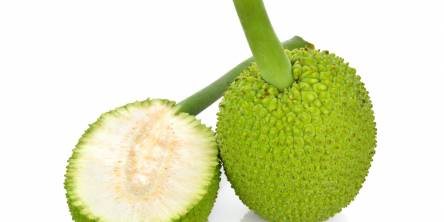 bread fruit