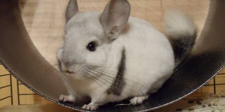 Chinchilla Wheels