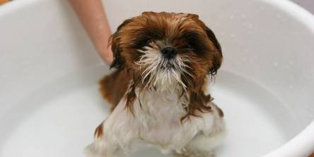 PetSmart near me: Basic grooming tips for your pups