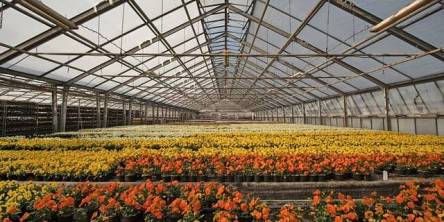 greenhouse