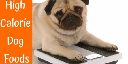 high calorie dog foods