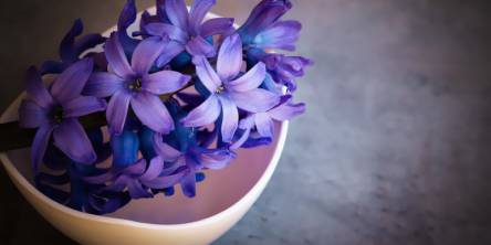 hyacinth
