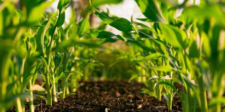 Harvesting the Benefits of IoT in Agriculture Industry 