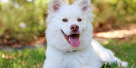dog