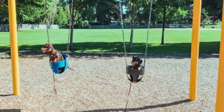 Porch Swing