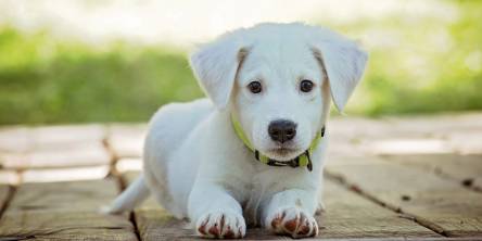 puppy