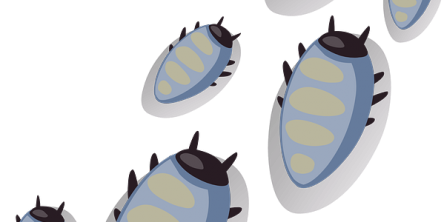 insects